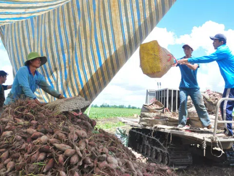 Giá khoai lang tím Nhật lập đỉnh mới, hơn 1,2 triệu đồng/tạ