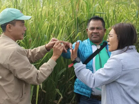 Cục Chăn nuôi Thái Lan thăm, chia sẻ việc phát triển cây thức ăn chăn nuôi