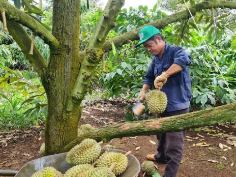 Nông sản đua nhau “xuất ngoại”, Bộ Nông nghiệp và PTNT khuyến cáo không tự phát mở rộng