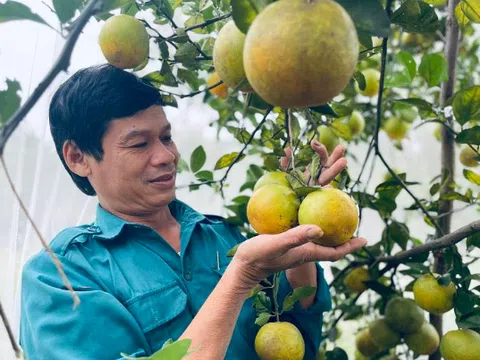 Giá cam đầu vụ ở Hà Tĩnh tăng cao, nhà vườn vẫn chưa vội bán