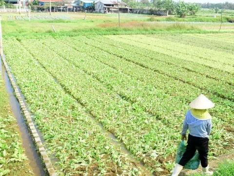 Cuối năm, rau xanh khan hiếm