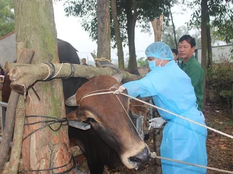 Trâu bò nhập lậu 'đổ bộ', Hiệp hội Chăn nuôi Gia súc lớn 'cầu cứu'