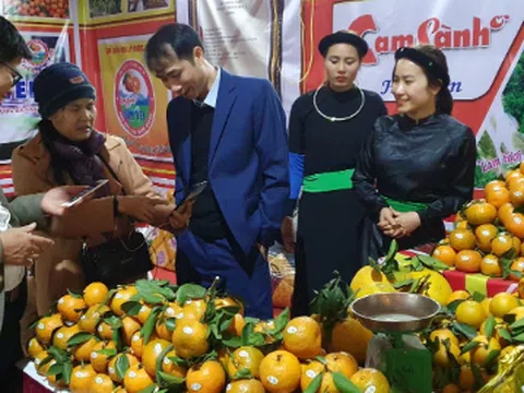 Hàm Yên đẩy mạnh xúc tiến thương mại, quảng bá, tiêu thụ cam sành