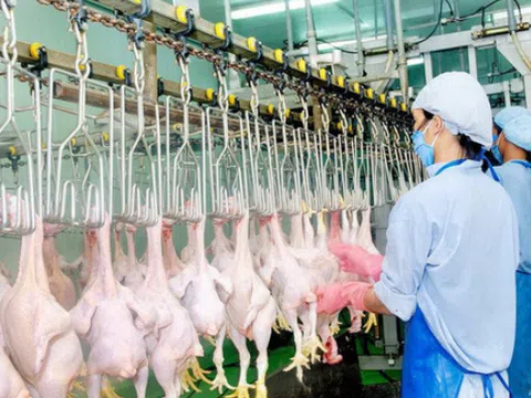 Việt Nam nhập hơn 200.000 tấn thịt gà, kiến nghị hạn chế nhập khẩu gà đông lạnh