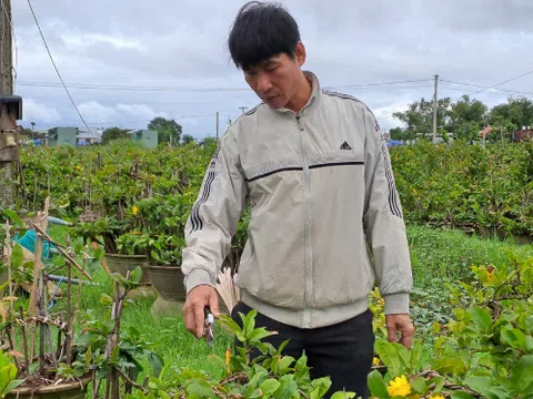 Nông dân trồng quất, mai miền Trung tất bật vào vụ