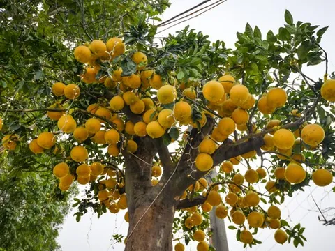 Cây bưởi Diễn trăm quả giá 200 triệu đồng ở Hà Nội