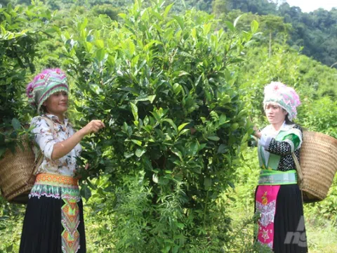 Huyện vùng cao Na Hang mở rộng phát triển nông nghiệp tốt