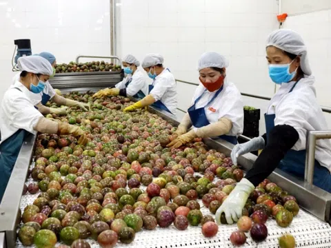 Thương nhân Trung Quốc đưa ra 5 kiến nghị giúp nâng cao giá trị nông sản Việt