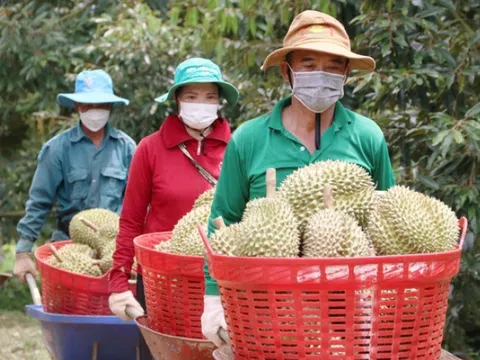 Sầu riêng tăng giá nhưng 'sầu chung' vẫn còn