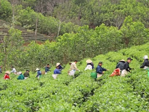 Muốn có nền nông nghiệp trách nhiệm: Phải có nhà nông chuyên nghiệp