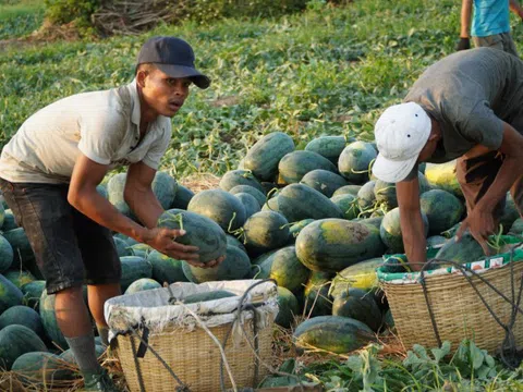 Người trồng dưa hấu ở Tây Nguyên lỗ nặng