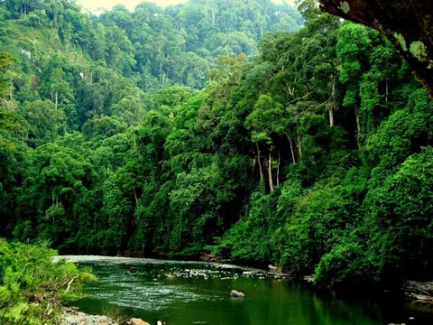 Quỹ rừng nhiệt đới thúc đẩy lâm nghiệp bền vững và tăng cường đa dạng sinh học