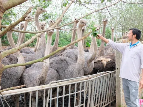 Huyện Phú Xuyên: Hướng kinh tế mới từ nuôi chim “siêu to khổng lồ”