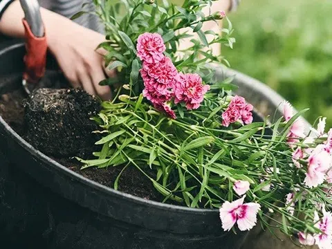 10 loại hoa cực dễ trồng từ hạt giống mang thêm hương sắc cho khu vườn nhỏ của bạn