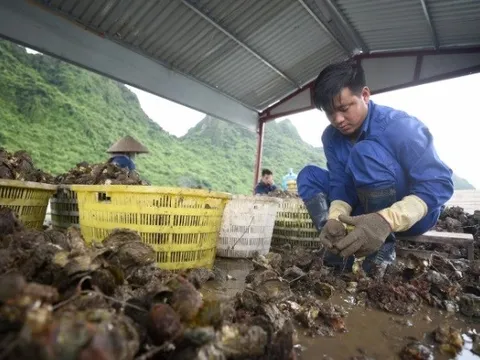 Sôi động chuyển đổi số nông nghiệp Đất mỏ