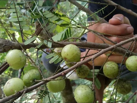 Nghiên cứu mới nhất: Công dụng tuyệt vời của loài quả dại mọc khắp nơi