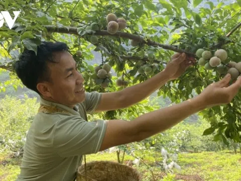 Nông dân Sơn La mong Chính phủ tạo thêm những “cú hích” để nông nghiệp phát triển bền vững