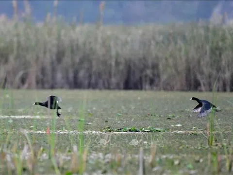 Để Việt Nam mãi là nơi 'đất lành chim đậu'