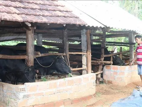 Xác định giá trị dinh dưỡng của một số cây thức ăn bản địa phổ biến dùng nuôi và vỗ béo bò H’Mông bằng phương pháp In Vitro Gas Production