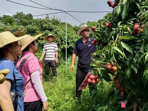 Trung Quốc nhân rộng vải thiều không hạt nhờ đột phá về công nghệ