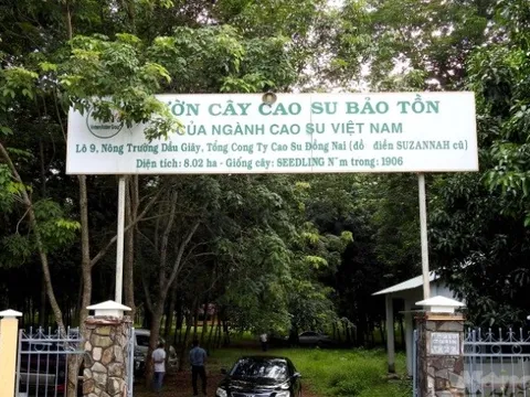 Vườn cao su hơn trăm tuổi của người Pháp còn sót lại ở Việt Nam