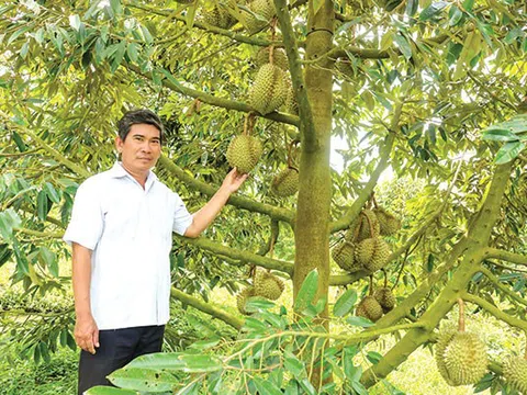 Phát huy hiệu quả vườn cây ăn trái