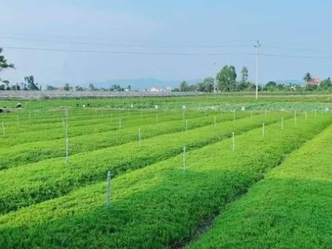 Hành trình thuần hóa rau dại trên vùng đất nhiễm mặn thành đặc sản của anh nông dân 8X xứ Nghệ