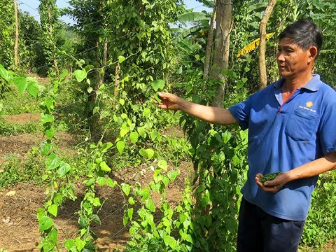 Trồng sâm Nam trong vườn tiêu, nông dân này ở Phú Yên chỉ việc hái lá cũng bán được 60.000 đồng/kg