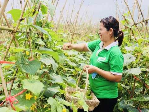 Hà Nội: Kinh tế trang trại gắn với phát triển nông nghiệp, nông thôn, nâng cao đời sống cho người nông dân