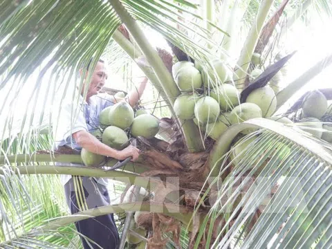 Giá dừa khô nguyên liệu tăng trở lại