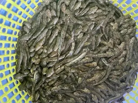 Giá cá kèo miền Tây tăng đột biến vì đâu?