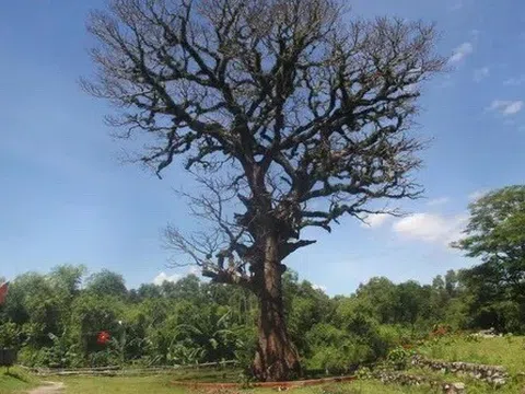 Nghệ An tôn tạo cây cổ thụ để làm thủ tục công nhận Cây Di sản vô tình làm cây chết đứng!