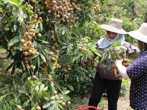 Bắc Giang xuất khẩu lô nhãn tươi đầu tiên sang Úc