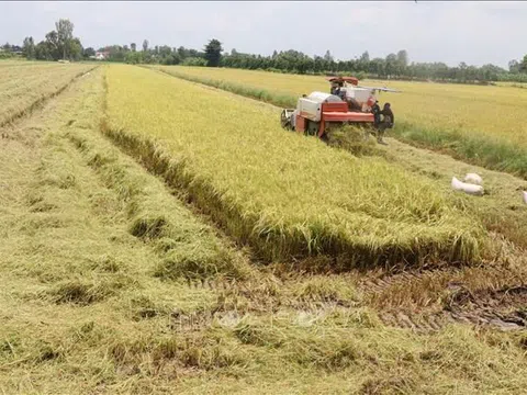 Thị trường nông sản tuần qua: Giá lúa giảm ở nhiều địa phương