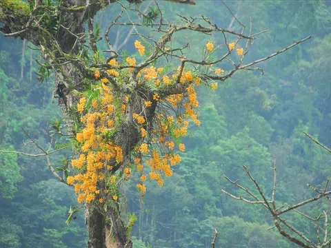 Chu Xuân Cảnh - Hiệp sĩ tầm lan và những trăn trở bảo vệ lan rừng