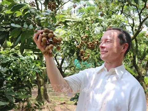 Hưng Yên bình tuyển cây nhãn đầu dòng năm 2022