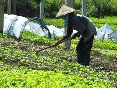 Đa dạng cây trồng, rải vụ để giảm áp lực tiêu thụ cây vụ đông