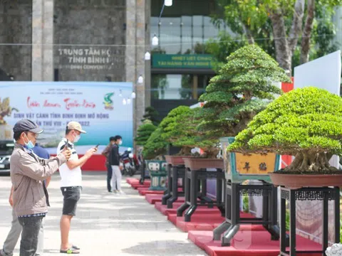 Mãn nhãn hàng trăm tác phẩm cây cảnh nghệ thuật tại Triển lãm Sinh Vật Cảnh tỉnh Bình Định