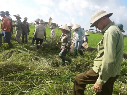 Náo nức Tổ Khuyến nông cộng đồng