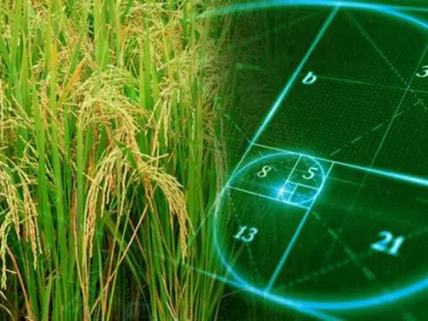 Bí mật của tạo hóa: “Tỷ lệ vàng” trong quy luật đẻ nhánh của cây lúa