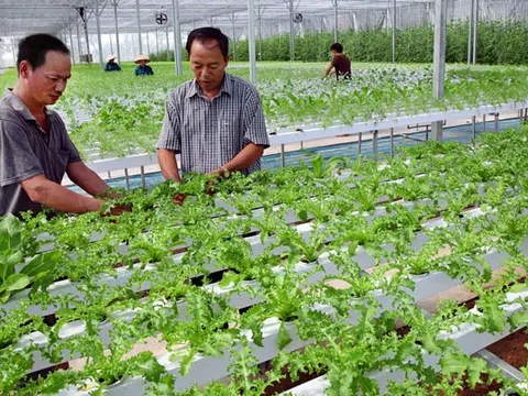 Đầu tư phát triển nông nghiệp đô thị của Thủ đô