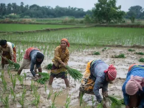 Liệu Thái Lan và Việt Nam có được hưởng lợi từ lệnh hạn chế xuất khẩu gạo của Ấn Độ?