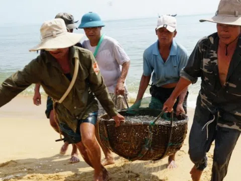 Ngư dân Quảng Bình trúng đậm cá cơm
