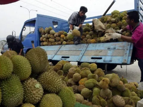 Xuất khẩu sầu riêng chính ngạch sang Trung Quốc: Vừa mới mừng đã phải lo