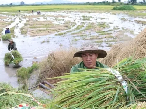 Khoảng 1.400ha cây trồng bị ngã, đổ, ngập nước do bão Noru