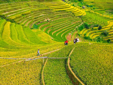 Ruộng bậc thang Mù Cang Chải mùa lúa chín đẹp mê hồn, tuyệt tác của núi rừng Tây Bắc