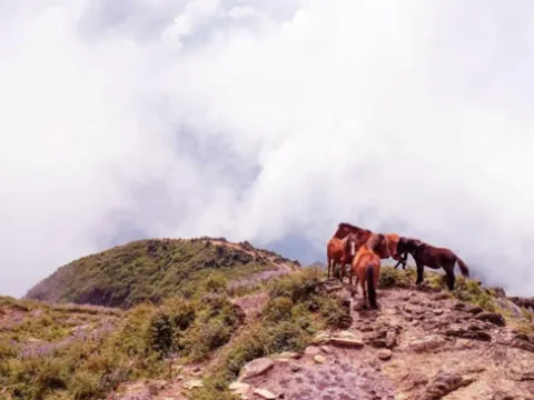 Lên đỉnh Tà Chì Nhù săn mây, ngắm hoa mận rồng