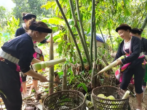 Vùng tre Bát Độ lớn nhất Việt Nam tạo ra những làng quê đáng sống