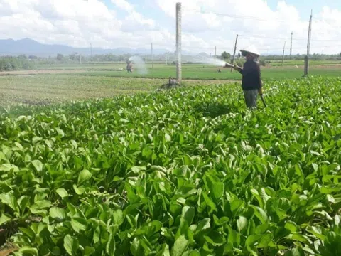 Tư duy thay đổi, rau an toàn lan tỏa mạnh mẽ