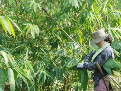 Biến lá cây thành tiền, người dân thu cả trăm triệu mỗi năm